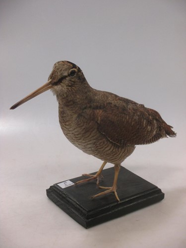 Lot 10 - A taxidermy Woodcock
