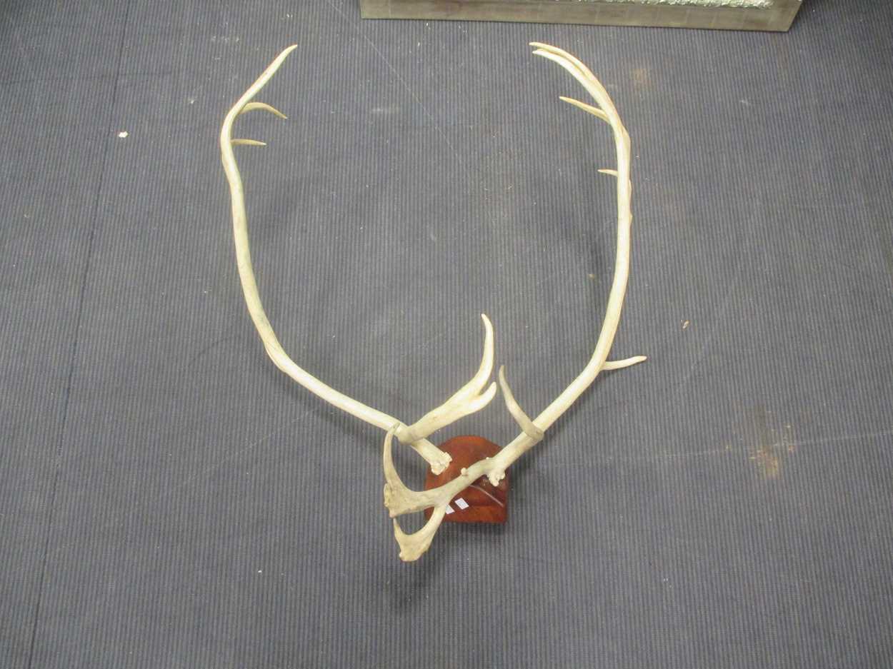 Lot 569 - A mounted set of stag antlers