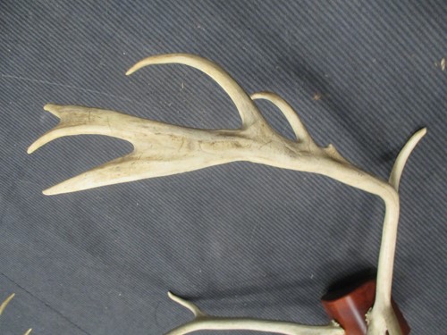 Lot 569 - A mounted set of stag antlers