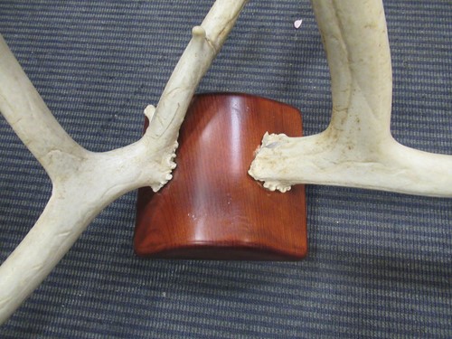 Lot 569 - A mounted set of stag antlers