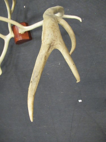 Lot 569 - A mounted set of stag antlers