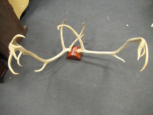 Lot 569 - A mounted set of stag antlers