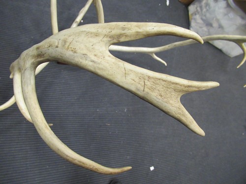 Lot 569 - A mounted set of stag antlers