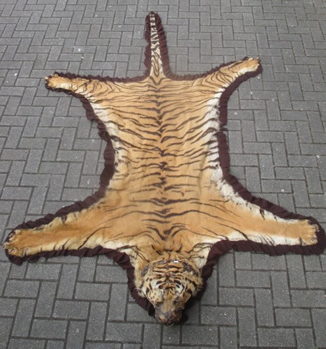 Lot 172 - A Tiger skin rug (head worn in parts)