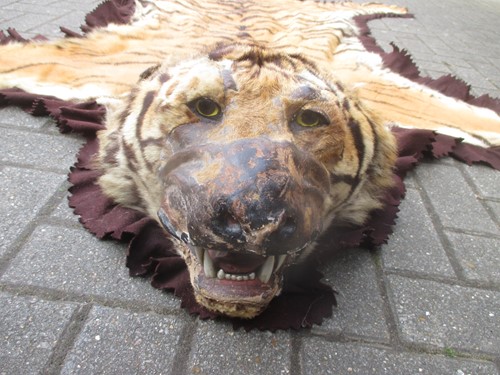 Lot 172 - A Tiger skin rug (head worn in parts)