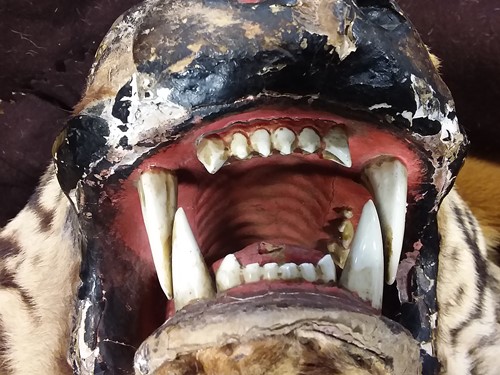 Lot 172 - A Tiger skin rug (head worn in parts)
