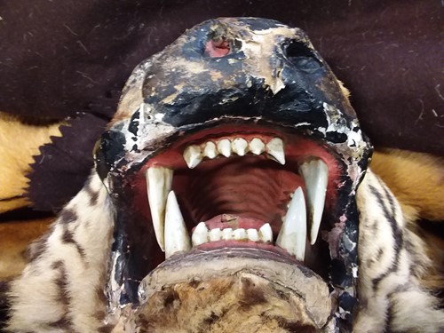 Lot 172 - A Tiger skin rug (head worn in parts)