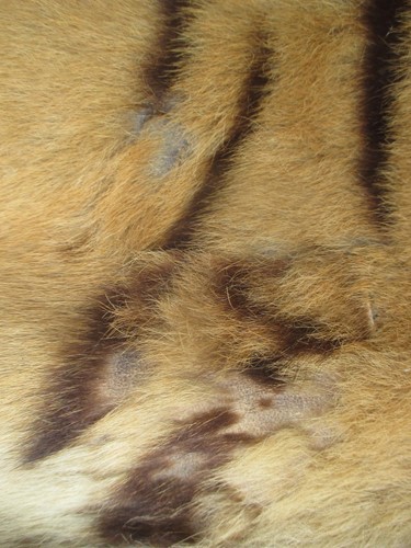 Lot 172 - A Tiger skin rug (head worn in parts)