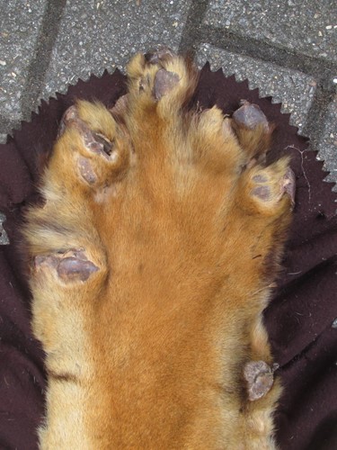 Lot 172 - A Tiger skin rug (head worn in parts)