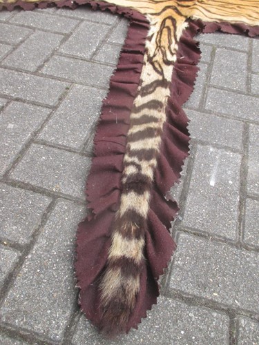 Lot 172 - A Tiger skin rug (head worn in parts)
