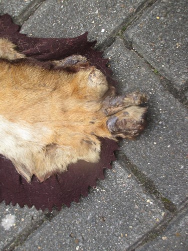 Lot 172 - A Tiger skin rug (head worn in parts)