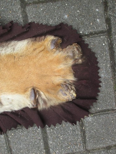 Lot 172 - A Tiger skin rug (head worn in parts)