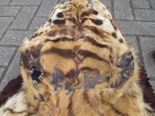 Lot 172 - A Tiger skin rug (head worn in parts)