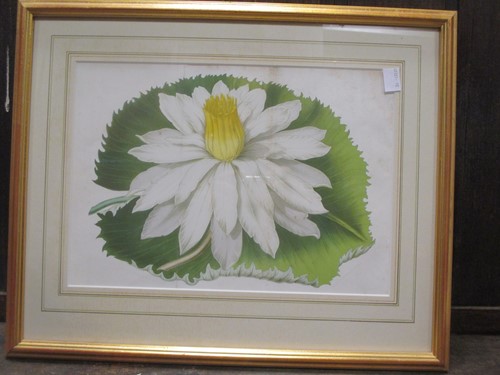 Lot 222 - AFTER L STROOBANT A coloured botanical print...