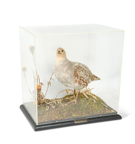Lot 619 - Taxidermy, a cased full mount of an English Partridge by Rowland Ward