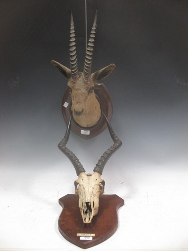 Lot 120 - Antelope neck mount and impala skull mount (2)