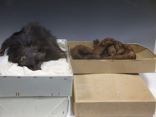 Lot 113 - A mink coat with Peter Robinson of London...