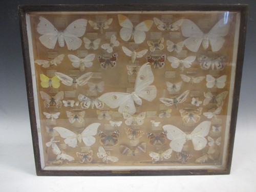 Lot 164 - A cased collection of butterflies, each...