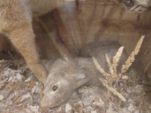 Lot 193 - A taxidermy rabbit caught by a fox within a...