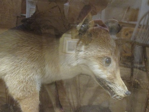 Lot 193 - A taxidermy rabbit caught by a fox within a...