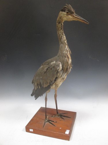 Lot 165 - TAXIDERMY: A full mount grey Heron, 79cm high...