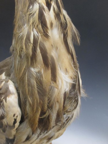 Lot 165 - TAXIDERMY: A full mount grey Heron, 79cm high...