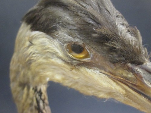 Lot 165 - TAXIDERMY: A full mount grey Heron, 79cm high...