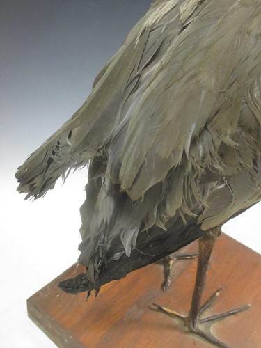Lot 165 - TAXIDERMY: A full mount grey Heron, 79cm high...