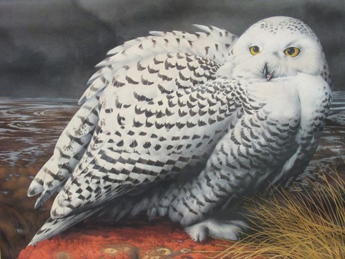 Lot 332 - Barry Driscoll signed print of a snowy owl, 46...