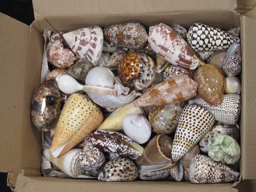 Lot 168 - A large collection of colourful shells (quantity)