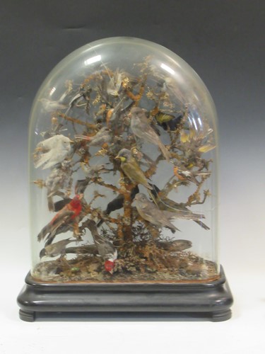 Lot 141 - A Victorian large display of stuffed birds...