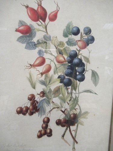 Lot 344 - Florence Hawksley, a botanical study with...