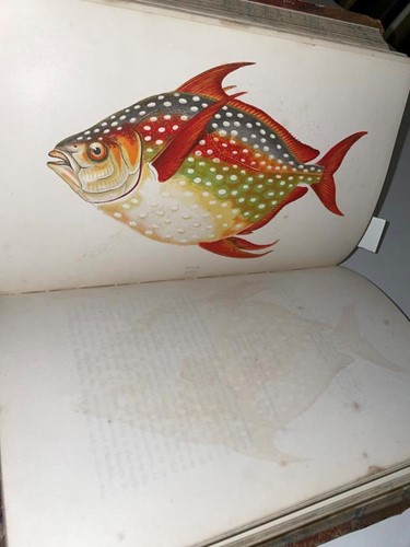 Lot 262 - COUCH (Jonathan) A History of the Fishes of...