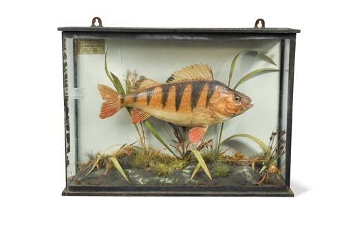 Lot 206 - A late Victorian mounted Perch by T. E. Gunn