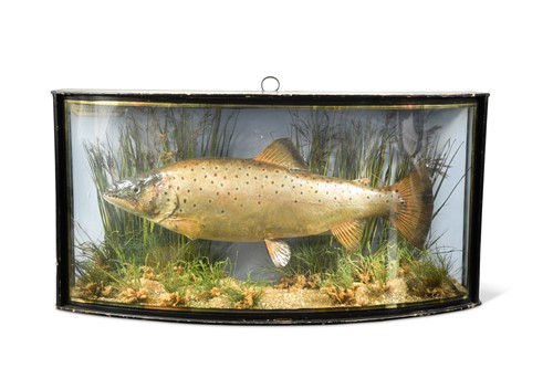 Lot 209 - A George V cased and mounted trout