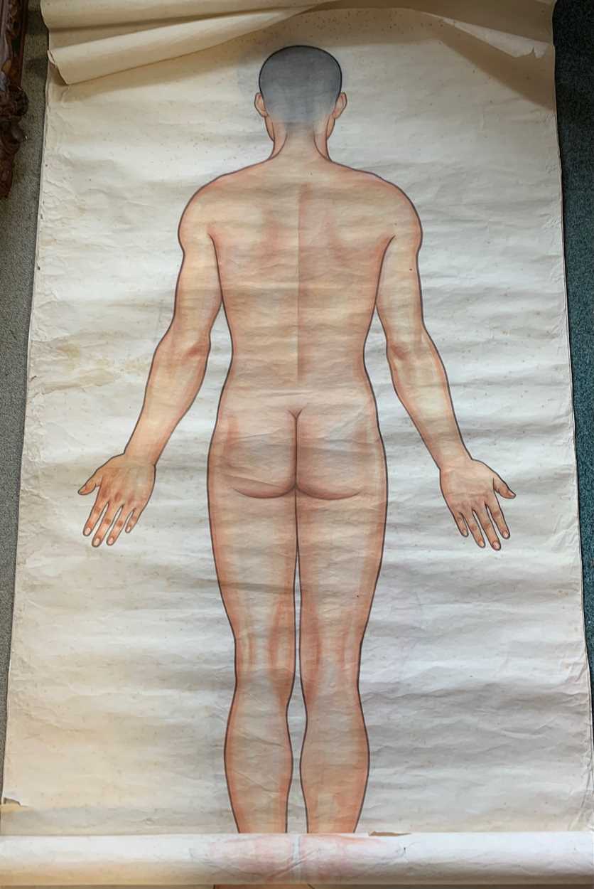 Lot 348 - Chinese medical drawings, watercolours, 168 x...