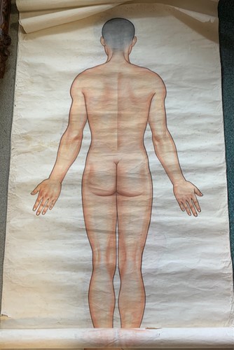 Lot 348 - Chinese medical drawings, watercolours, 168 x...