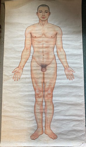 Lot 348 - Chinese medical drawings, watercolours, 168 x...