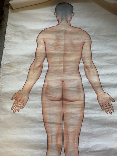 Lot 348 - Chinese medical drawings, watercolours, 168 x...