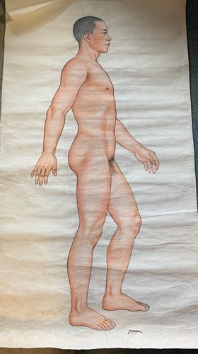 Lot 348 - Chinese medical drawings, watercolours, 168 x...