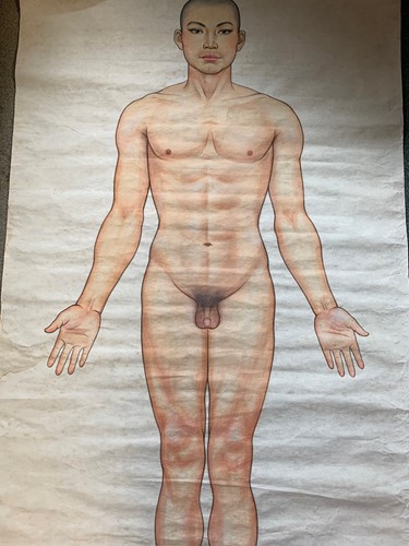 Lot 348 - Chinese medical drawings, watercolours, 168 x...