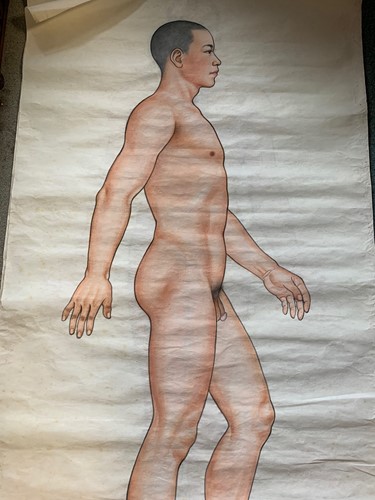Lot 348 - Chinese medical drawings, watercolours, 168 x...