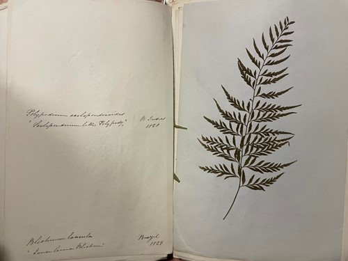 Lot 104 - A collection of dried fern specimens, 19th...