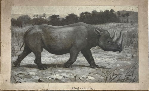 Lot 80 - Harry Dixon (1861-1942) Black rhinoceros, oil...