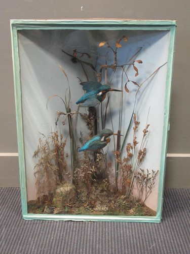 Lot 147 - A cased taxidermy of two kingfishers