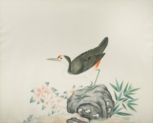 Lot 129 - Chinese Company School, Paintings of Birds, 19th century