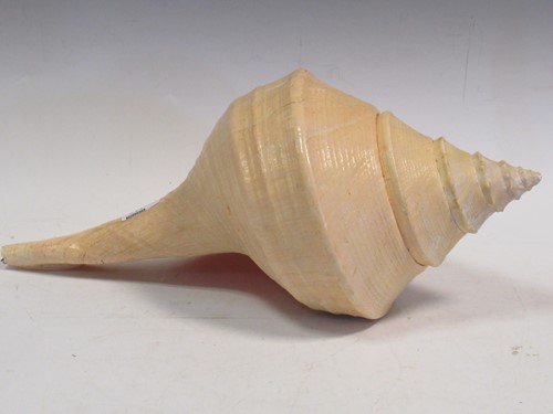 Lot 117 - A large conch shell, 45cm long
