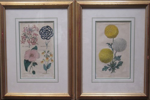 Lot 391 - Two botanical coloured prints taken from The...