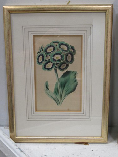 Lot 340 - A group of 6 19th century floral/botanical...