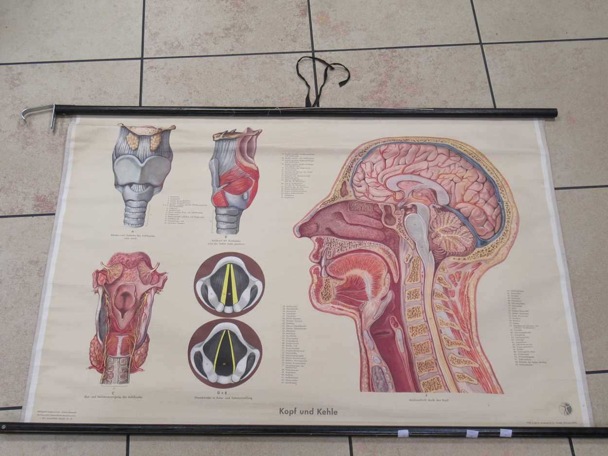 Lot 30 - A mid-20th century German anatomy chart and...